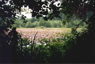 beaverpond