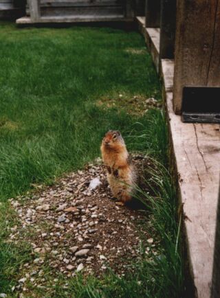 groundsquirrel