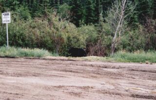 orso