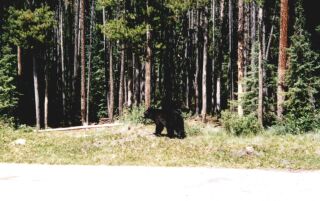 orso7