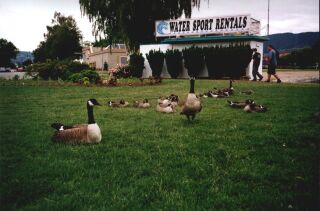 penticton2