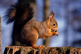 scoiattolo_24