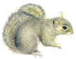 scoiattolo_33